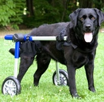 Dog Wheelchair Rental
